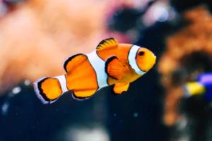 历届世界杯举办国，足球运动的全球盛事历届世界杯举办国